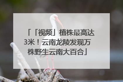 「视频」植株最高达3米！云南龙陵发现万株野生云南大百合