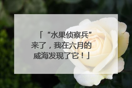 “水果侦察兵”来了，我在六月的威海发现了它！