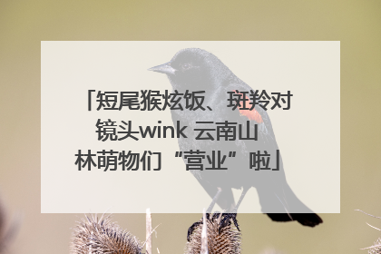 短尾猴炫饭、斑羚对镜头wink 云南山林萌物们“营业”啦