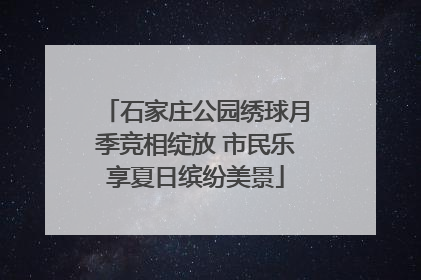 石家庄公园绣球月季竞相绽放 市民乐享夏日缤纷美景