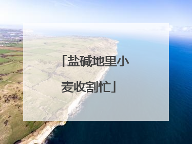 盐碱地里小麦收割忙