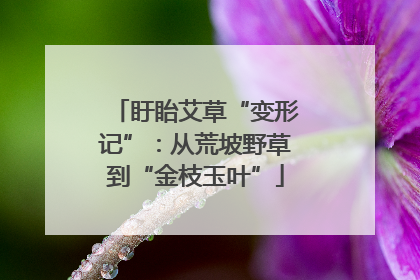 盱眙艾草“变形记”：从荒坡野草到“金枝玉叶”