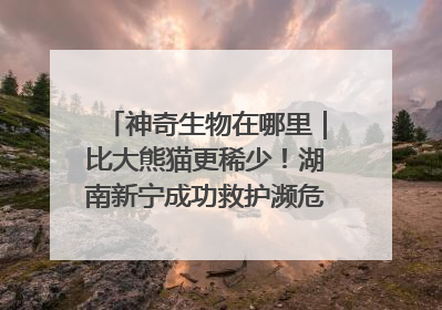 神奇生物在哪里｜比大熊猫更稀少！湖南新宁成功救护濒危鸟类海南鳽