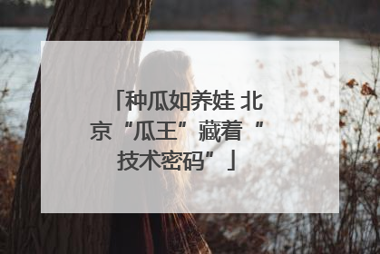 种瓜如养娃 北京“瓜王”藏着“技术密码”