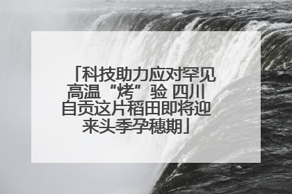 科技助力应对罕见高温“烤”验 四川自贡这片稻田即将迎来头季孕穗期