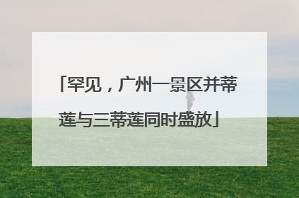 罕见，广州一景区并蒂莲与三蒂莲同时盛放