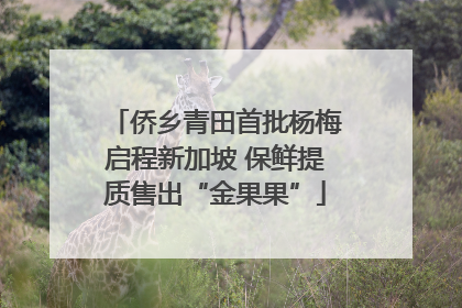 侨乡青田首批杨梅启程新加坡 保鲜提质售出“金果果”