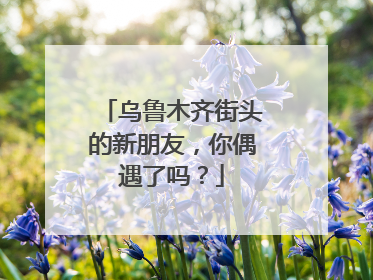 乌鲁木齐街头的新朋友，你偶遇了吗？