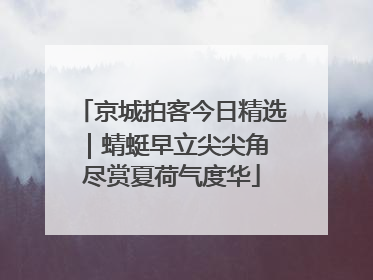 京城拍客今日精选｜蜻蜓早立尖尖角 尽赏夏荷气度华