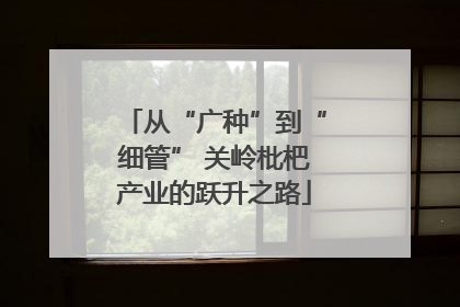 从“广种”到“细管” 关岭枇杷产业的跃升之路