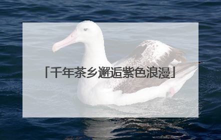 千年茶乡邂逅紫色浪漫