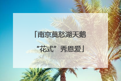 南京莫愁湖天鹅“花式”秀恩爱