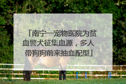 南宁一宠物医院为贫血警犬征集血源，多人带狗狗前来抽血配型