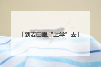到麦田里“上学”去