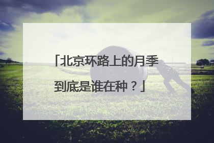 北京环路上的月季到底是谁在种？