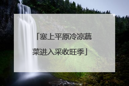 塞上平原冷凉蔬菜进入采收旺季