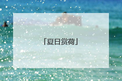夏日赏荷