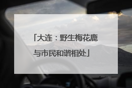 大连：野生梅花鹿与市民和谐相处