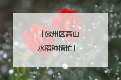 徽州区高山水稻种植忙