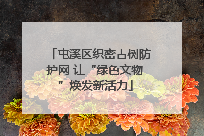 屯溪区织密古树防护网 让“绿色文物”焕发新活力