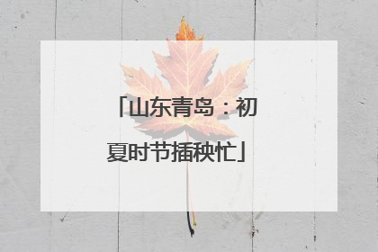 山东青岛：初夏时节插秧忙