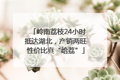 岭南荔枝24小时抵达湖北，产销两旺性价比真“给荔”