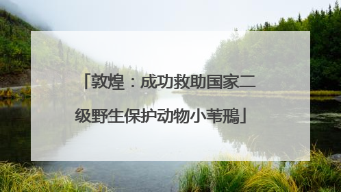 敦煌：成功救助国家二级野生保护动物小苇鳽