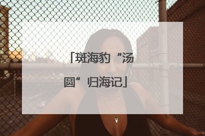 斑海豹“汤圆”归海记
