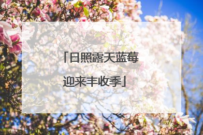 日照露天蓝莓迎来丰收季