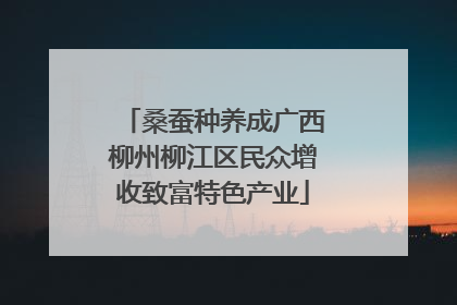 桑蚕种养成广西柳州柳江区民众增收致富特色产业