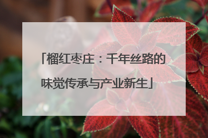 榴红枣庄：千年丝路的味觉传承与产业新生