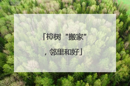 樟树“搬家”，邻里和好