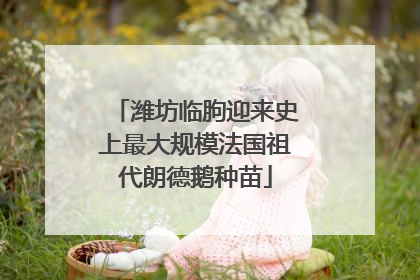 潍坊临朐迎来史上最大规模法国祖代朗德鹅种苗