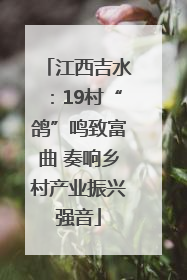 江西吉水：19村“鸽”鸣致富曲 奏响乡村产业振兴强音