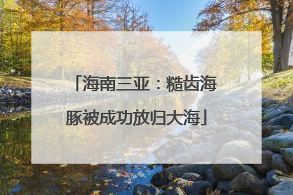 海南三亚：糙齿海豚被成功放归大海