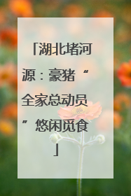湖北堵河源：豪猪“全家总动员”悠闲觅食