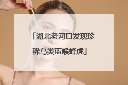 湖北老河口发现珍稀鸟类蓝喉蜂虎