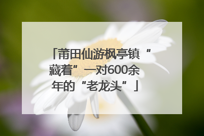 莆田仙游枫亭镇“藏着”一对600余年的“老龙头”