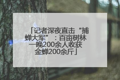 记者深夜直击“捕蝉大军”：百亩树林一晚200余人收获金蝉200余斤