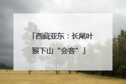 西藏亚东：长尾叶猴下山“会客”