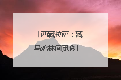 西藏拉萨：藏马鸡林间觅食