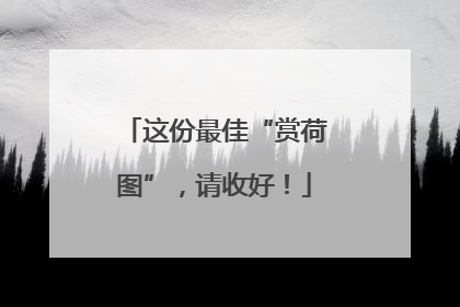这份最佳“赏荷图”，请收好！