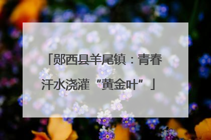 郧西县羊尾镇：青春汗水浇灌“黄金叶”