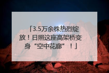 3.5万余株热烈绽放！日照这座高架桥变身“空中花廊”！